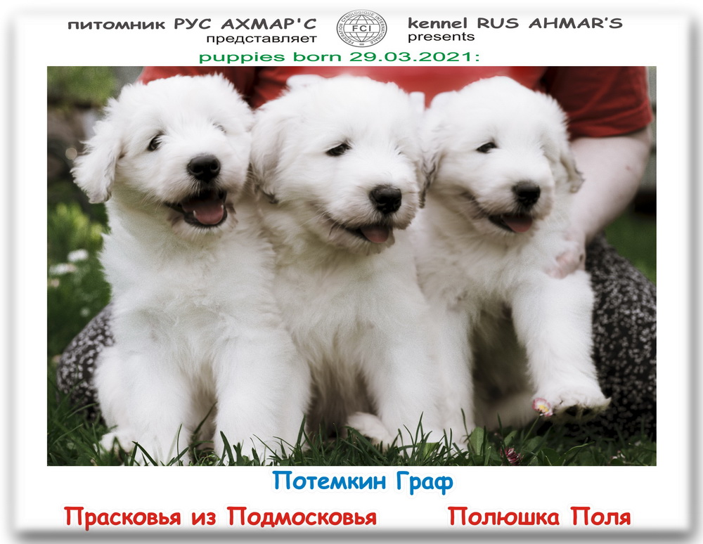 5 PUPPIES