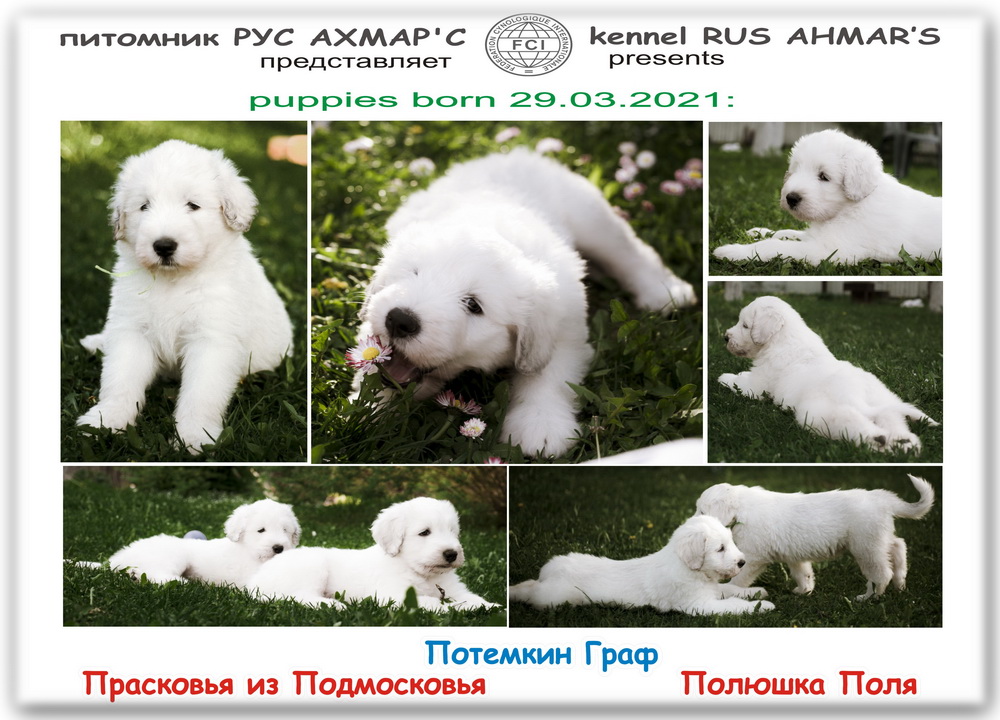 6 PUPPIES