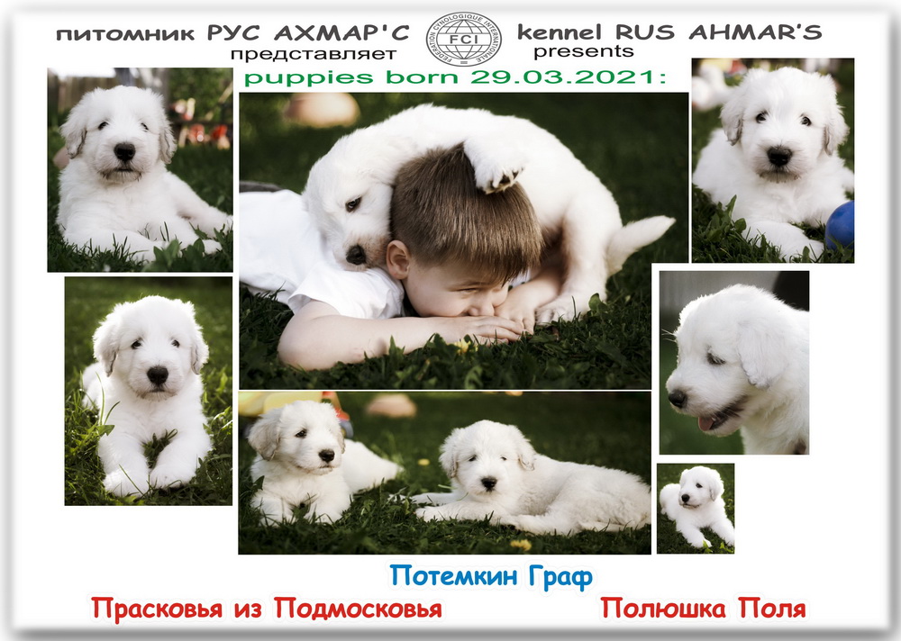 7 PUPPIES