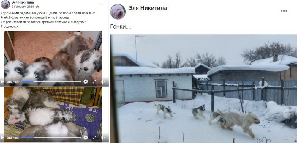 Угадай породу!? 2
