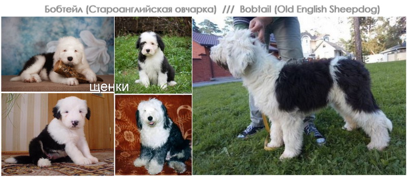 Bobtail Bobtail