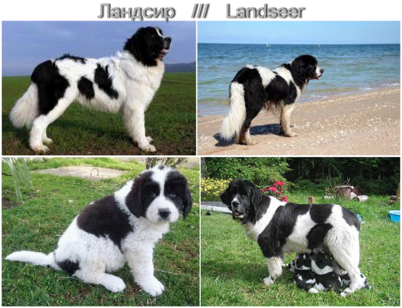 Landseer