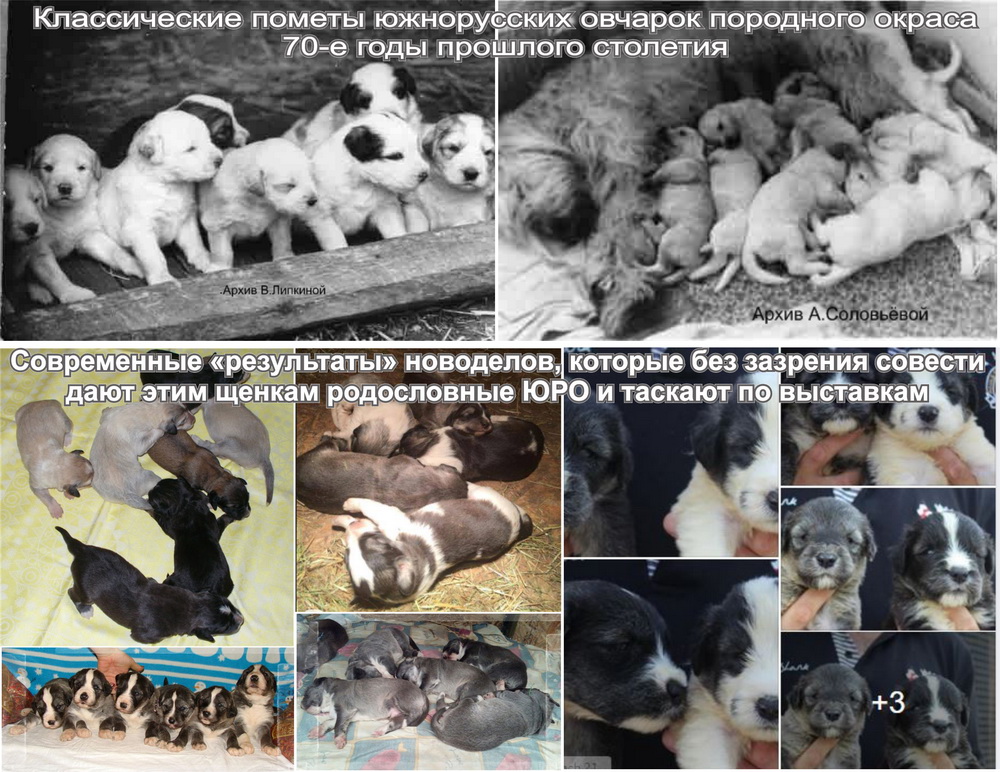 Южнорусские щенки и "новоделы" kollazh