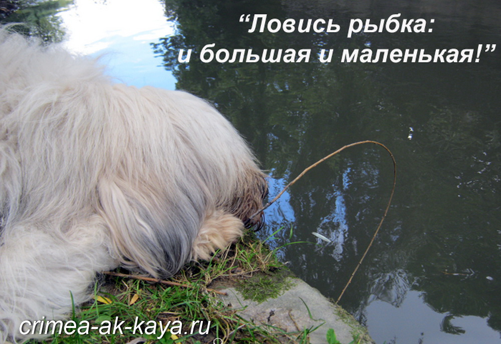 1 LION CRIMEA AK KAYA
