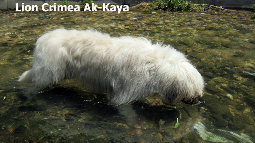 2 LION CRIMEA AK KAYA