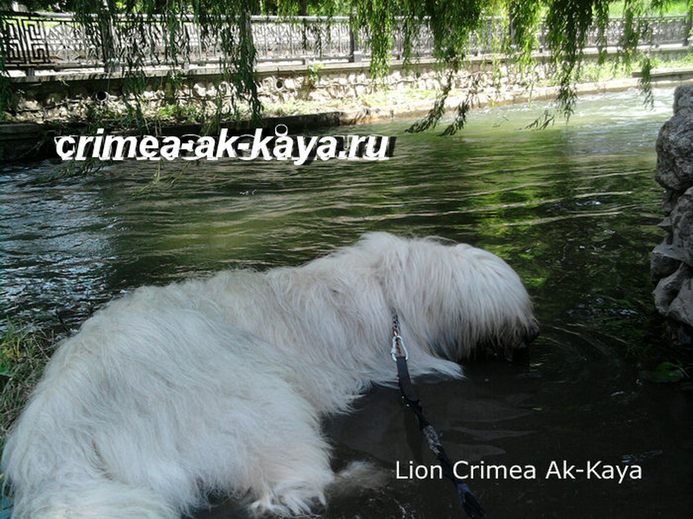 7 LION CRIMEA AK KAYA
