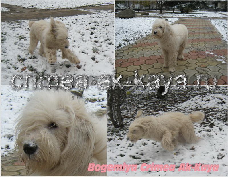 BOGEMIYA CRIMEA AK-KAYA 1
