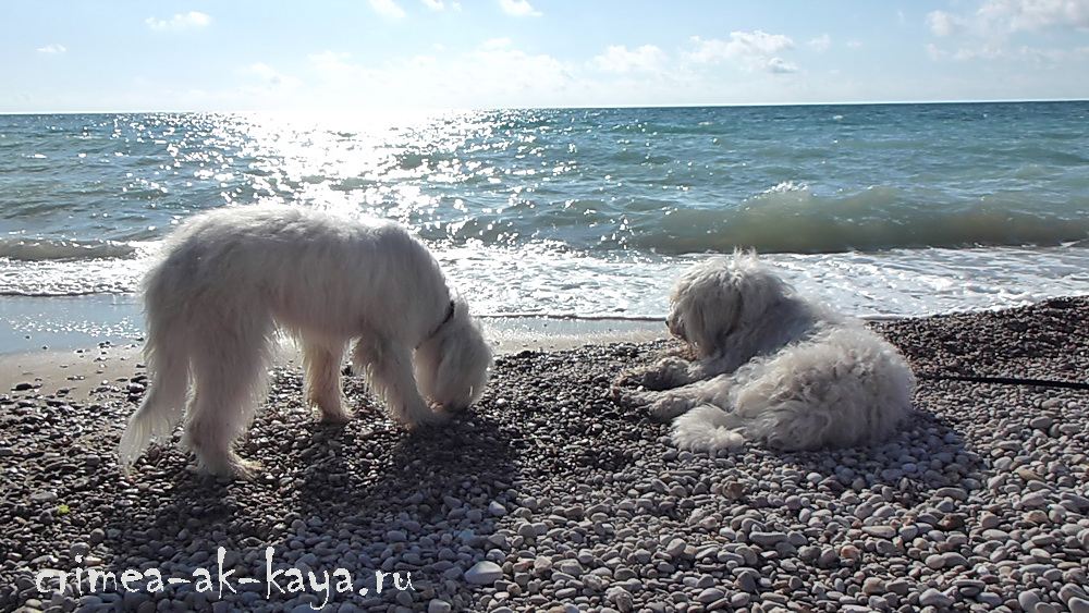 BAYK & BOGEMIYA CRIMEA AK-KAYA, 22 мес P1000096 copy