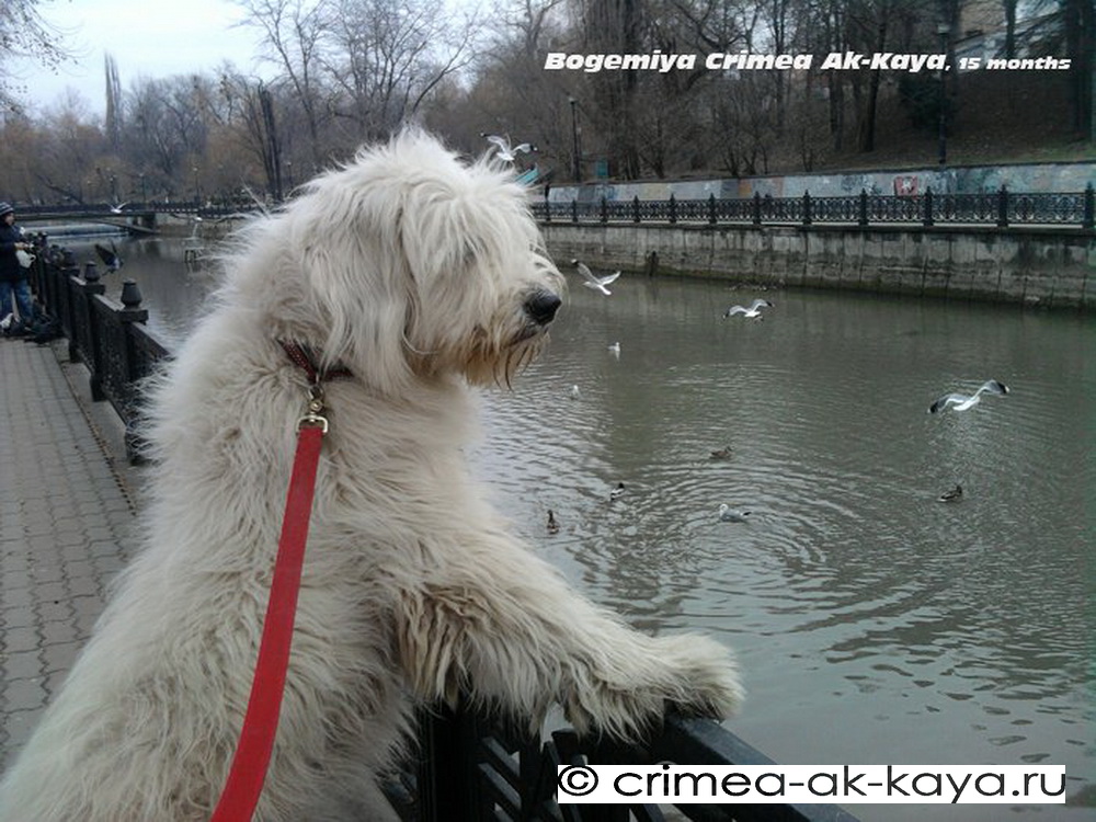 Bogemiya CRIMEA AK-KAYA: Мечты о лете / Dream about a summer 1