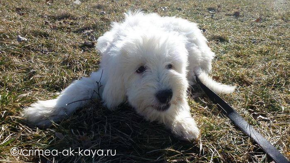 ГЛА-МУРКА КРЫМ АК-КАЯ, 3 месяца 5
