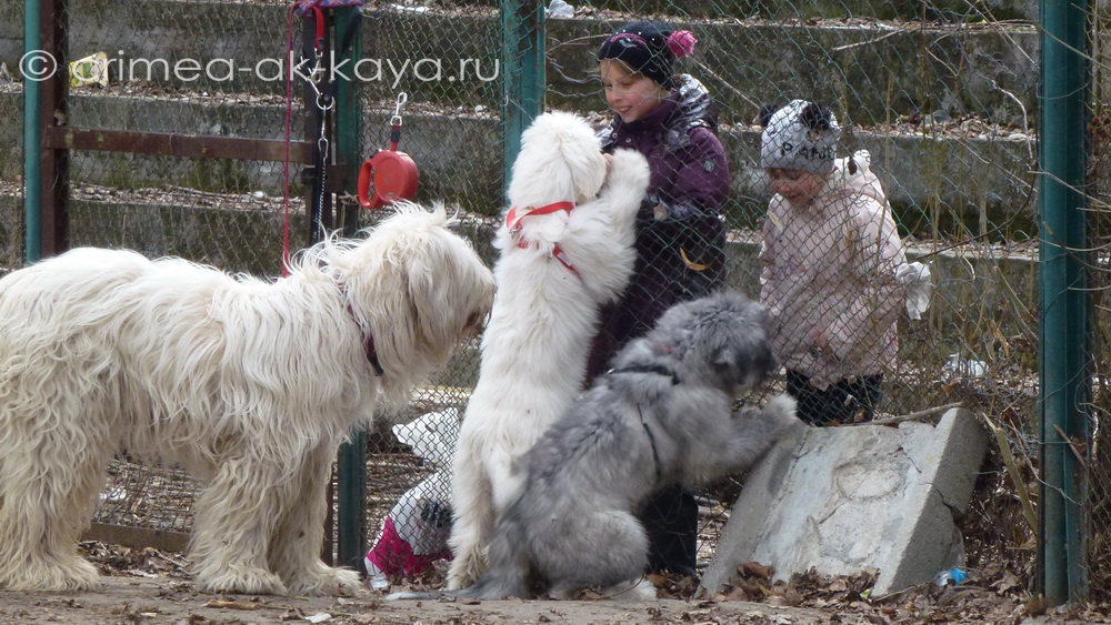 BOGEMIYA с дочками: GLA-MURKA & GASPRA CRIMEA AK-KAYA, 3,5 мес 2 P1080961