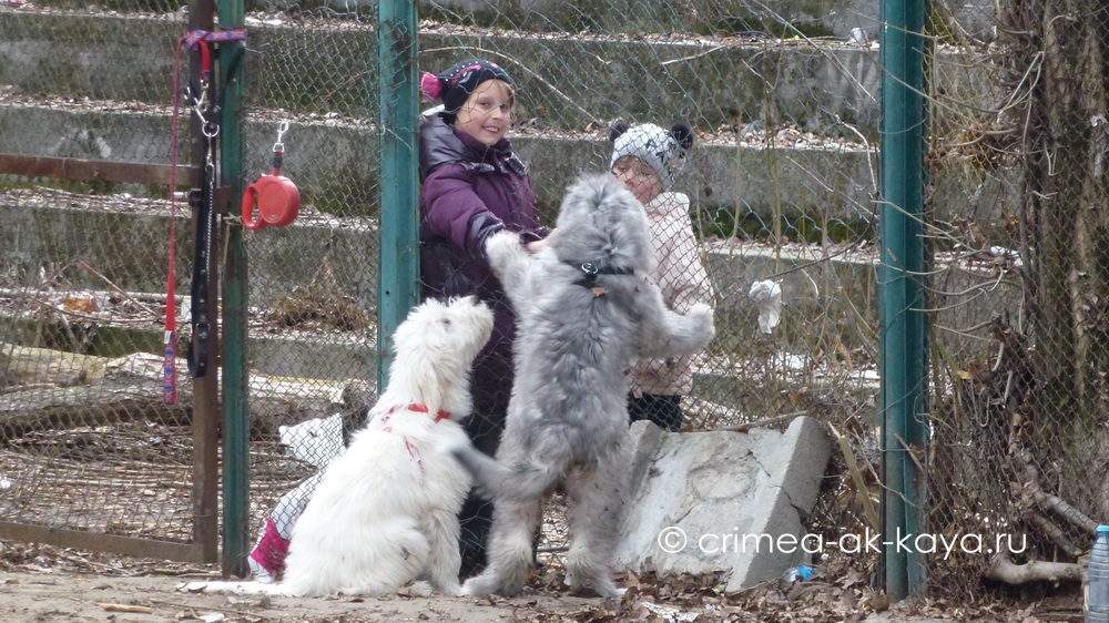 GLA-MURKA & GASPRA (gray) CRIMEA AK-KAYA, 3,5 мес. 3 P1080964