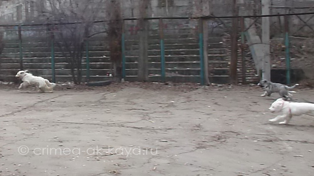 BOGEMIYA с дочками GLA-MURKA & GASPRA (gray) CRIMEA AK-KAYA, 3,5 мес. 5 P1080965