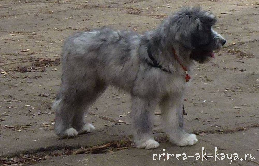 10 GASPRA CRIMEA AK KAYA