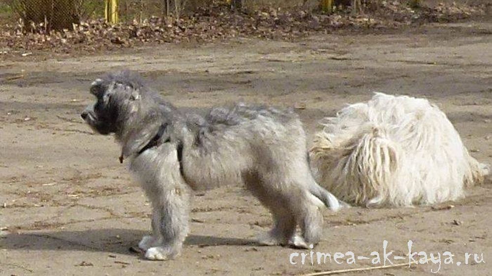 11 GASPRA CRIMEA AK KAYA
