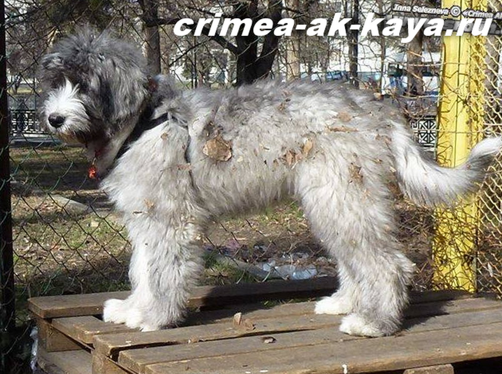 12 GASPRA CRIMEA AK KAYA