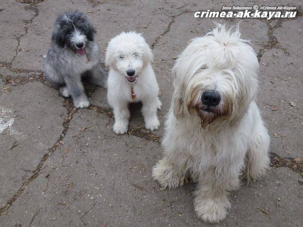2 BOGEMIYA GLA MURKA GASPRA CRIMEA AK KAYA