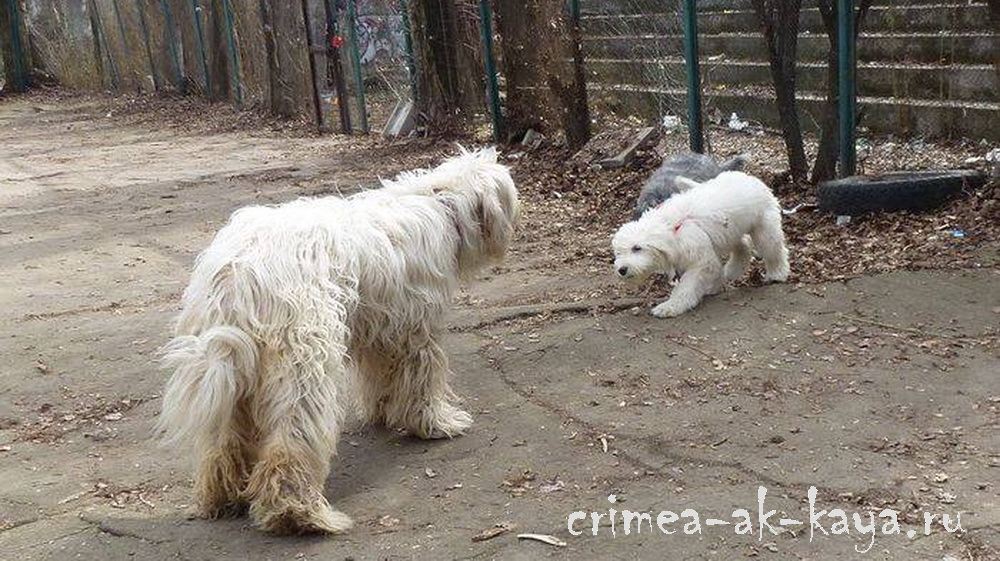 4 BOGEMIYA GLA MURKA CRIMEA AK KAYA