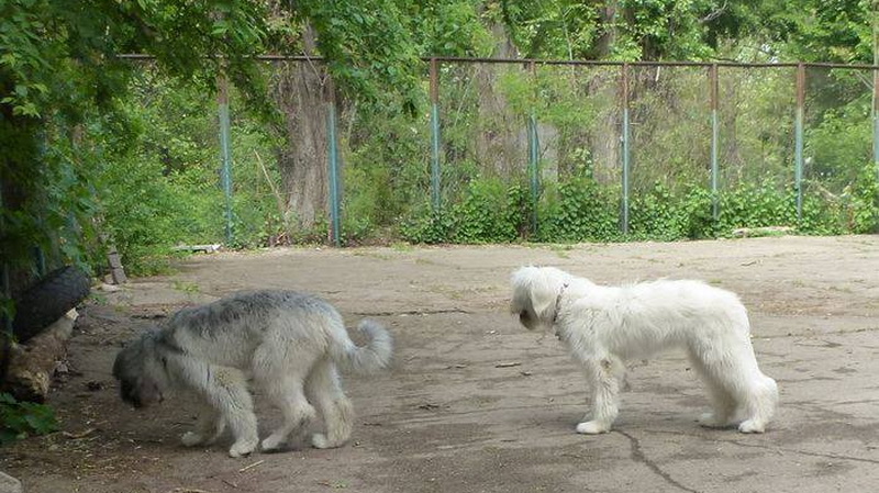 7 GLA MURKA GASPRA CRIMEA AK KAYA