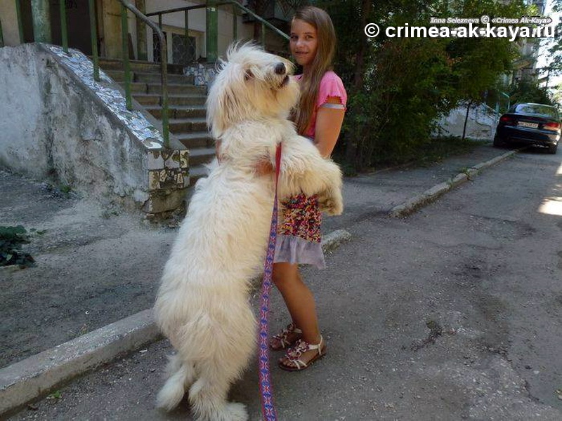 2 GLA MURKA CRIMEA AK KAYA