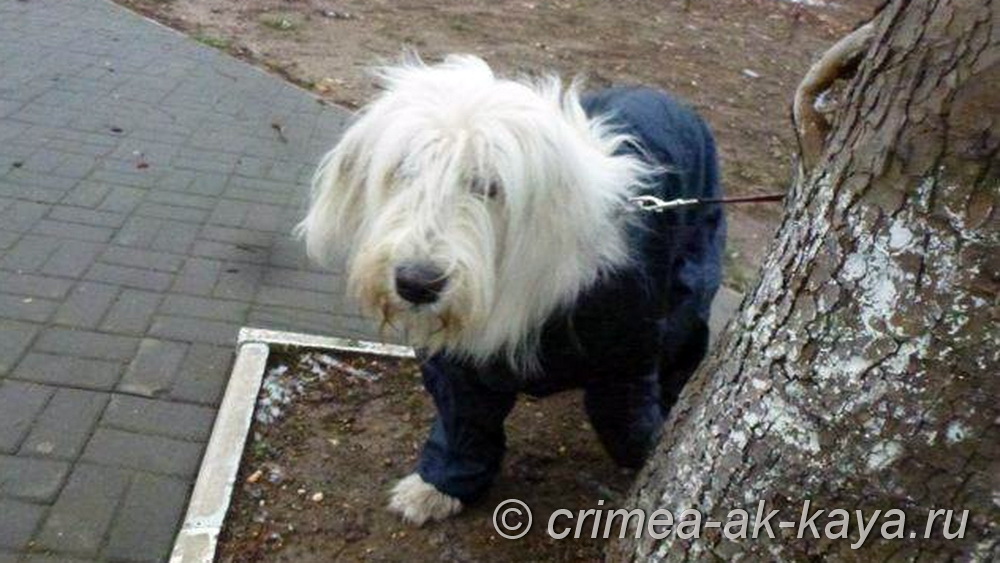 3 Gla Murka Crimea Ak Kaya