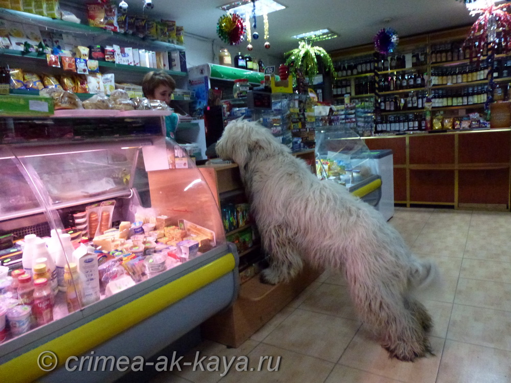 1 BOGEMIYA CRIMEA AK KAYA