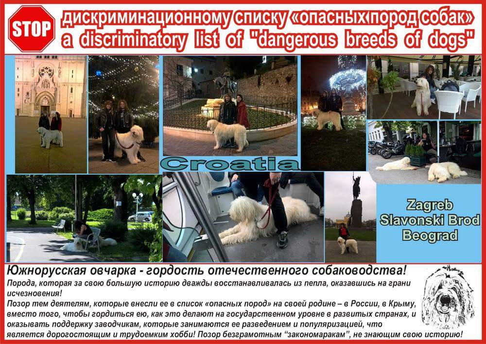Южнорусск4ие овчарки в Хорватии 2