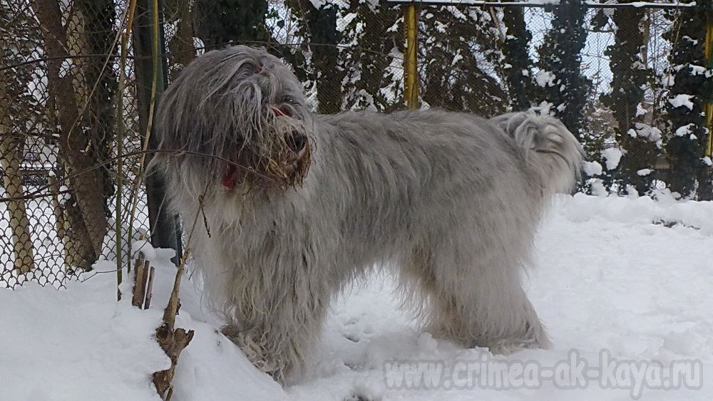 3 DINARA DYULBER CRIMEA AK KAYA