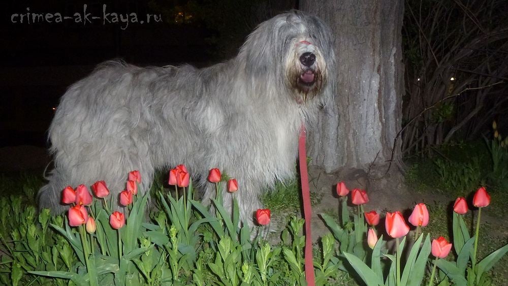 3 Dinara Dyulber CRIMEA AK KAYA