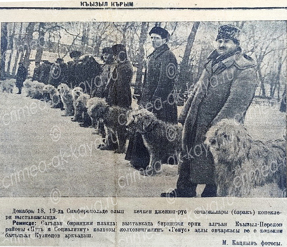 Выставка южнорусских овчарок в Симферополе, 1938 год 1