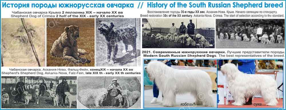 История породы южнорусская овчарка // History of the South Russian Shepherd breed oblozhka history
