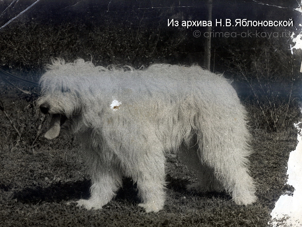 Южнорусская овчарка Инга, вл. В.П.Яблоновский, 60-е годы ХХ в. Южнорусская овчарка Инга, вл. В.П.Яблоновский, 60-е годы ХХ в.