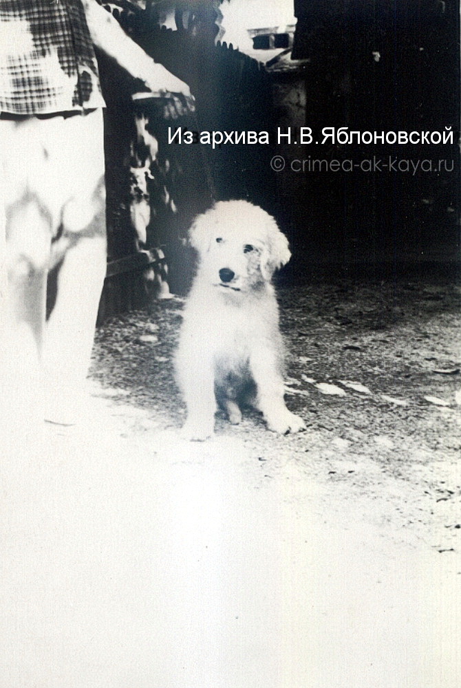 Щенок южнорусской овчарки, вл. В.П.Яблоновский, 60-е годы ХХ в., Симферополь Щенок южнорусской овчарки, вл. В.П.Яблоновский, 60-е годы ХХ в., Симферополь