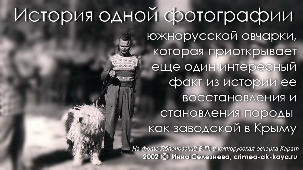 История одной фотографии южнорусской овчарки, которая приоткрывает еще один интересный факт из истории ее восстановления и становления породы, как заводской