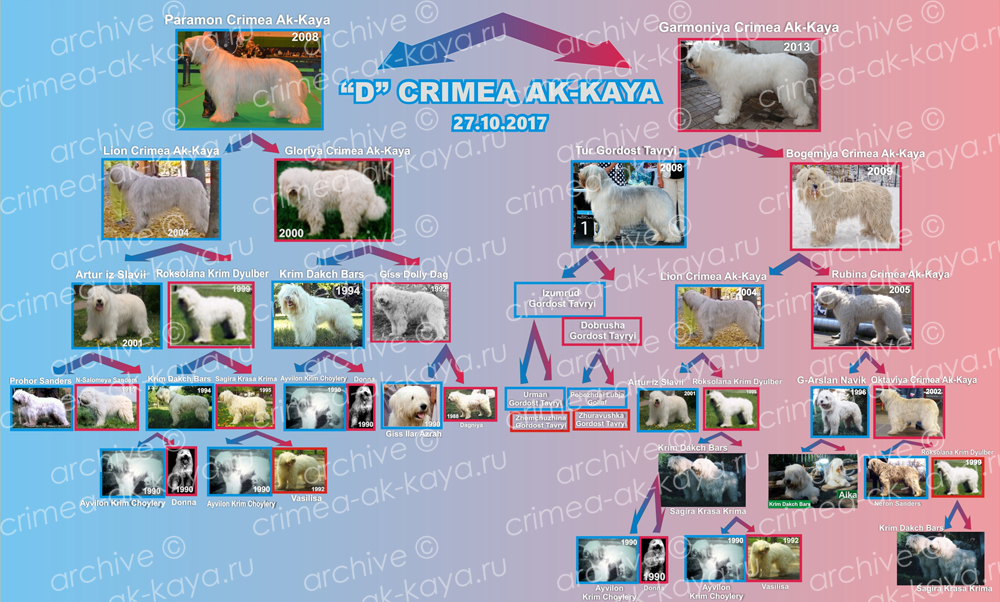 Фото-родословная D-CRIMEA AK-KAYA 4 D CRIMEA AK KAYA