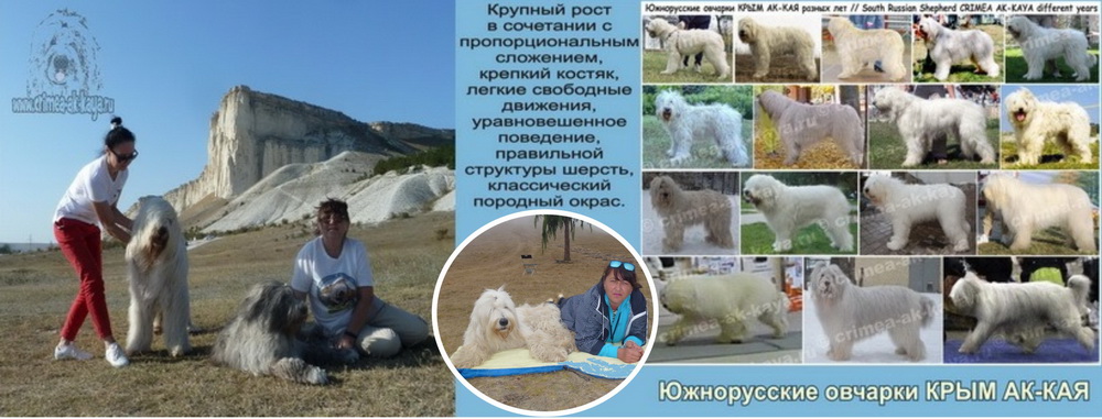 Южнорусские овчарки КРЫМ АК-КАЯ