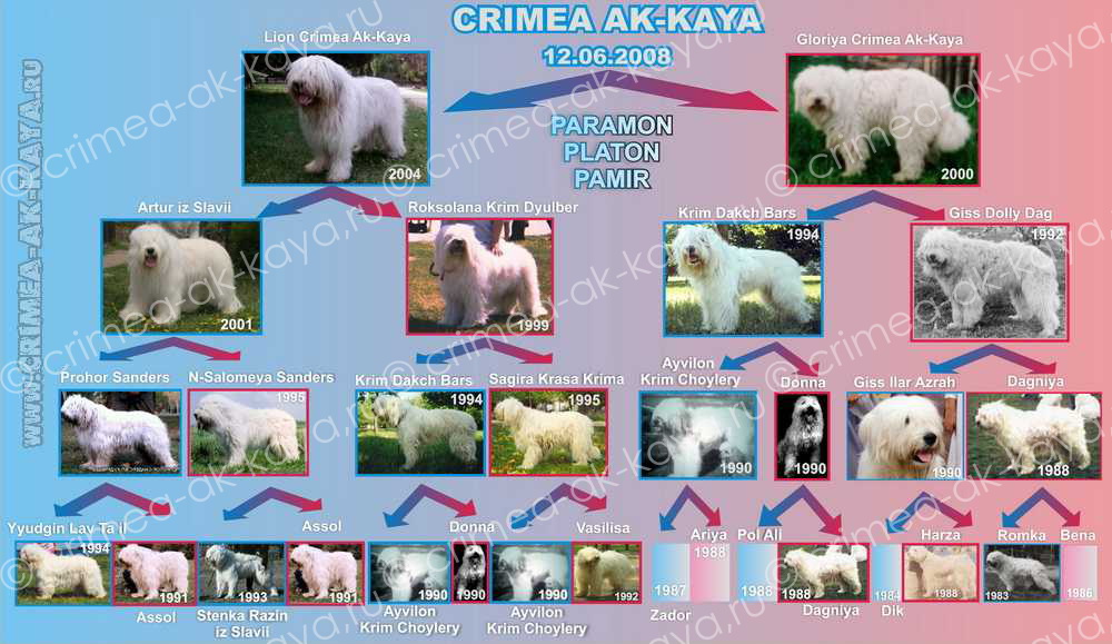 Pedigree "P" CRIMEA AK-KAYA / Родословная "П" КРЫМ АК-КАЯ 1000