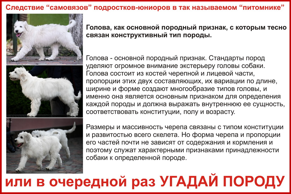 Полное несоответствие конструктивному типу породы ЮЖНОРУССКАЯ ОВЧАРКА 3